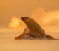 «Фотографы мира — за чистую Арктику!»