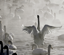 Настоящее лебединое озеро — на выставке в ЦДХ
