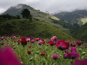 A poppy field in Tacueyó, Cauca. Green and red are the colors that identify the Indigenous Guard in Toribio symbolizing land and blood. Those colors are emblematic for the constant dispute about land, natural recourses, legal and illegal trade routs, drugs and power that Colombia, and all South America, wages since more than 500 years on a very high human cost. 06.06.2014